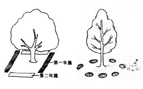 沟状、穴状施肥方法