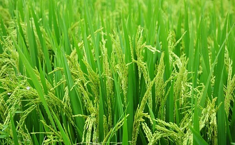 新型水蜜桃成人网推广应用前景