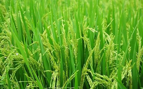 蜜桃AV无码人妻好处